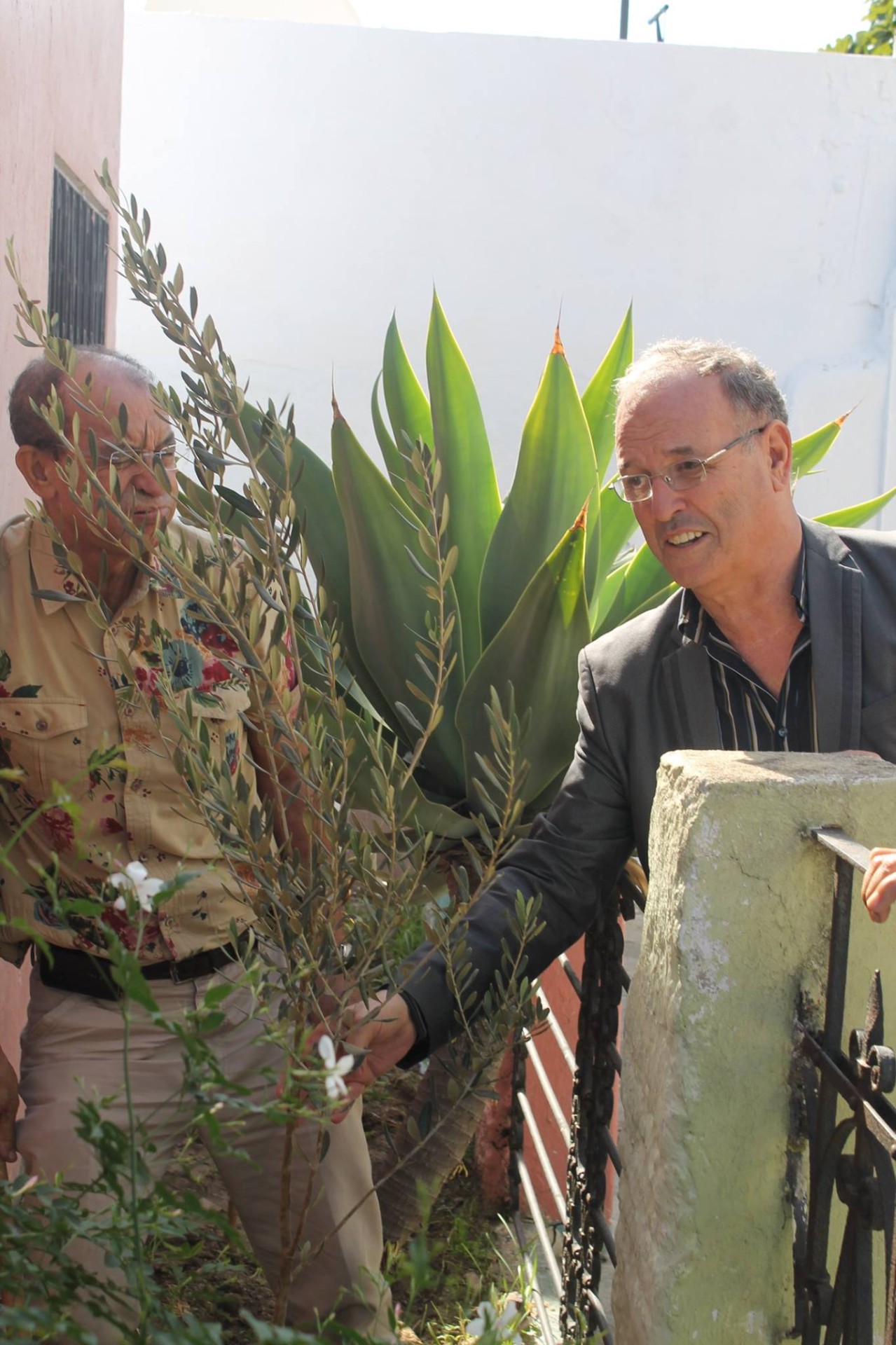 La plantation d un olivier